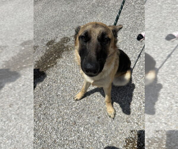 Medium Photo #2 German Shepherd Dog Puppy For Sale in Evansville, IN, USA