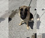 Small #1 German Shepherd Dog