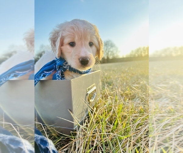 Medium Photo #2 Golden Mountain Doodle  Puppy For Sale in GREENEVILLE, TN, USA