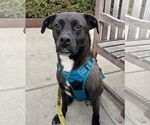 Small #4 Labrador Retriever Mix