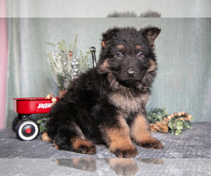 Medium German Shepherd Dog