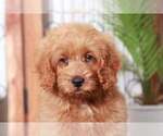 Small #1 Goldendoodle (Miniature)