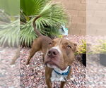 Small #4 Boxer-Staffordshire Bull Terrier Mix
