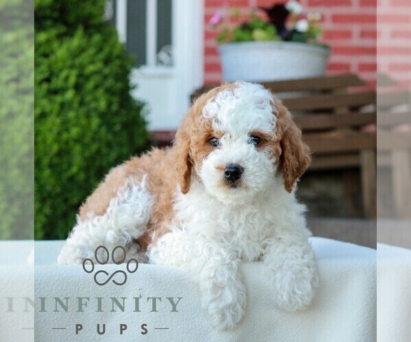 Medium Photo #4 Goldendoodle (Miniature) Puppy For Sale in LITITZ, PA, USA
