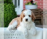 Small #3 Goldendoodle (Miniature)