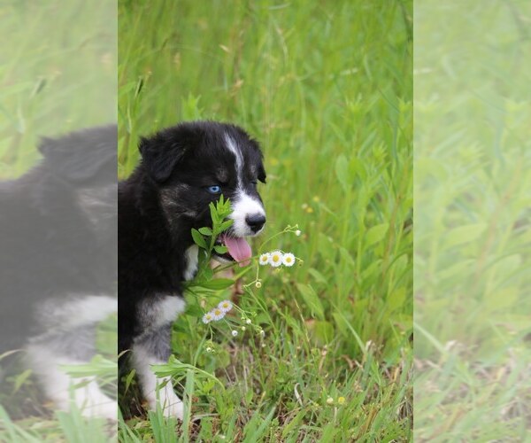 Medium Photo #10 Labrador Retriever-Siberian Husky Mix Puppy For Sale in WOODFORD, VA, USA