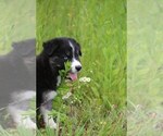 Small Photo #10 Labrador Retriever-Siberian Husky Mix Puppy For Sale in WOODFORD, VA, USA