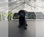 Small Photo #8 Labrador Retriever Puppy For Sale in LAKE ALFRED, FL, USA