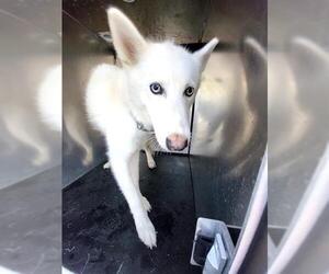 Huskies -Unknown Mix Dogs for adoption in San Antonio, TX, USA