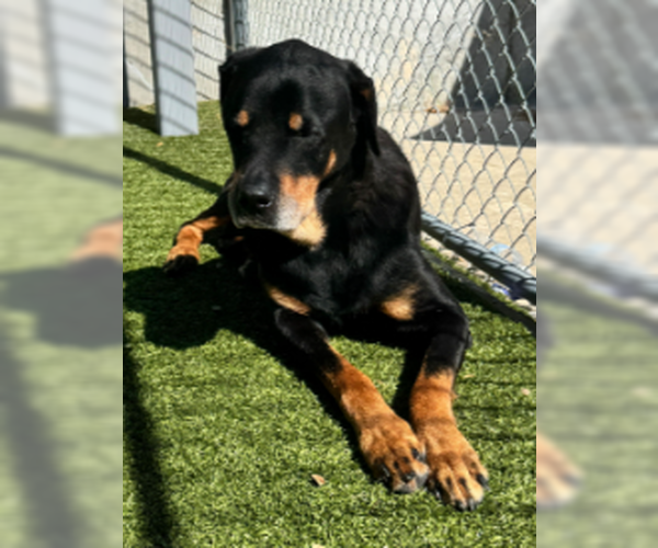 Medium Photo #2 Rottweiler Puppy For Sale in Hillsboro, NH, USA