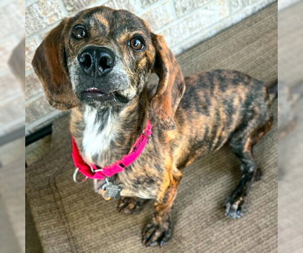 Medium Photo #7 Basset Hound-Plott Hound Mix Puppy For Sale in Deepwater, NJ, USA