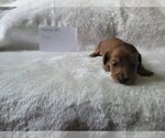 Puppy Female 3 Coco Dachshund