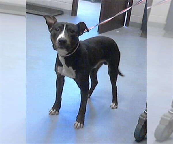 Medium Photo #1 American Pit Bull Terrier-Unknown Mix Puppy For Sale in Fayetteville, NC, USA