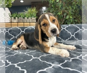 Beagle Puppy for sale in GREENFIELD, IN, USA