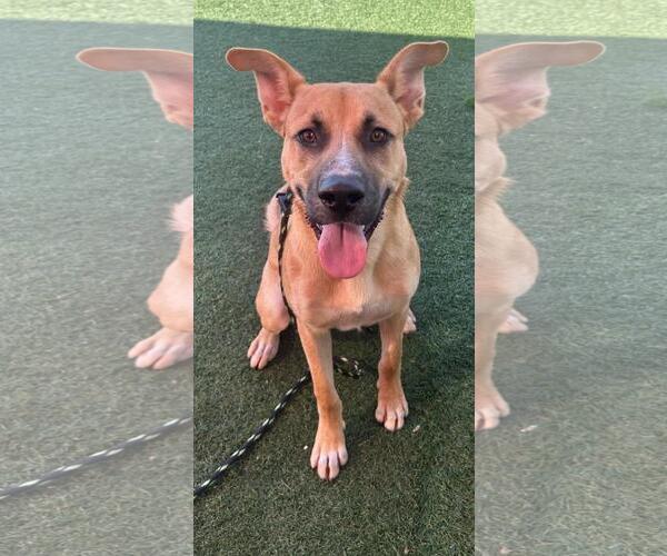 Medium Photo #12 Labrador Retriever-Unknown Mix Puppy For Sale in Rockwall, TX, USA