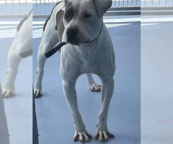 Medium Photo #1 Mutt Puppy For Sale in Downey, CA, USA