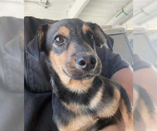 Medium Photo #1 Mutt Puppy For Sale in San Martin, CA, USA