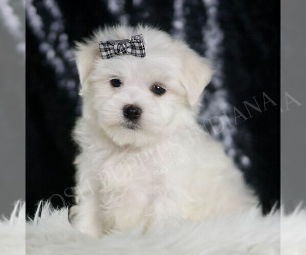 Medium Photo #18 Maltese Puppy For Sale in WARSAW, IN, USA