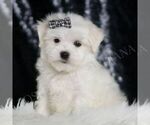 Small #4 Maltese