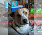 Small Collie-Labrador Retriever Mix