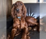 Small #12 Irish Setter