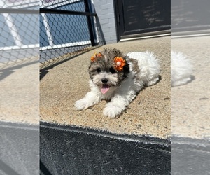 Havamalt Puppy for sale in RANDOLPH, MA, USA