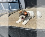Image preview for Ad Listing. Nickname: Chloe