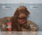 Poodle (Toy) Puppy For Sale in SANGER, TX, USA