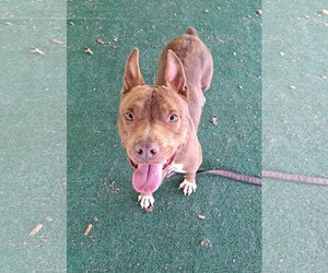 Athena - Female Mutt Dog for Adoption - Photo #3