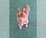 Small Photo #3 Mutt Puppy For Sale in Clarkesville, GA, USA