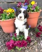 Small Photo #1 Aussiedoodle-Poodle (Standard) Mix Puppy For Sale in MAIDEN, NC, USA