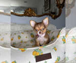 Small #3 Chihuahua