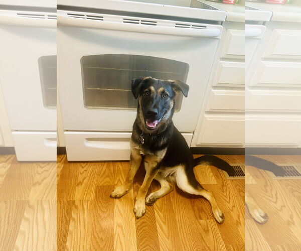 Medium Photo #2 German Shepherd Dog-Unknown Mix Puppy For Sale in Hillsboro, MO, USA