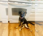 Small #1 German Shepherd Dog Mix