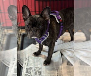 French Bulldog Dogs for adoption in Sanford, FL, USA