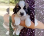 Small Photo #5 Saint Bernard Puppy For Sale in FRYTOWN, IA, USA