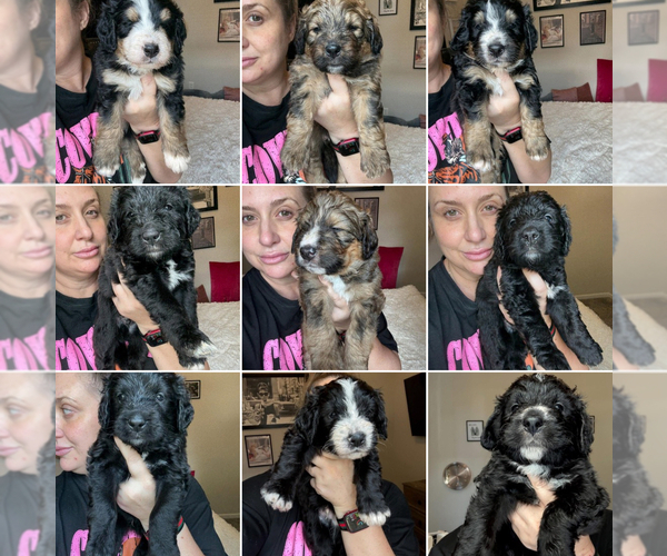Medium Photo #1 Bernedoodle Puppy For Sale in BELMONT, NC, USA