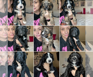 Bernedoodle Puppy for Sale in BELMONT, North Carolina USA