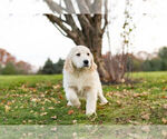 Small Photo #7 Golden Retriever Puppy For Sale in WARSAW, IN, USA