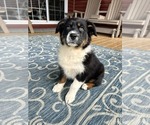 Small #2 Australian Shepherd
