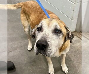 Black Mouth Cur Dogs for adoption in Tavares, FL, USA