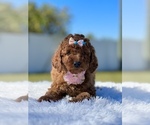 Small Photo #9 Goldendoodle (Miniature) Puppy For Sale in FROSTPROOF, FL, USA