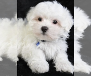 Maltese Puppy for sale in LOWELL, MA, USA