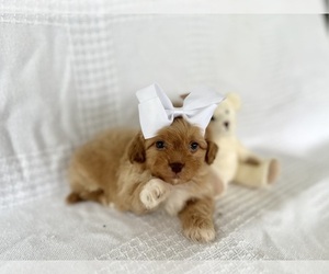 ShihPoo Puppy for sale in ELKTON, KY, USA
