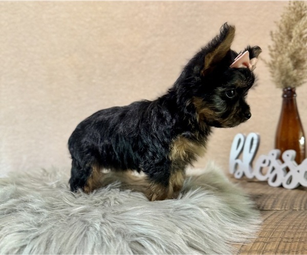Medium Photo #10 YorkiePoo Puppy For Sale in NAPPANEE, IN, USA