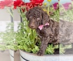 Puppy Candy Goldendoodle