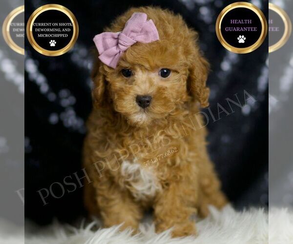 Medium Photo #1 Poodle (Miniature) Puppy For Sale in WARSAW, IN, USA
