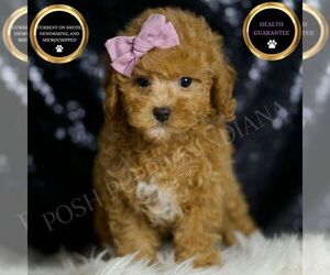Poodle (Miniature) Puppy for sale in WARSAW, IN, USA