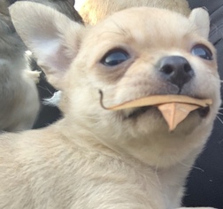 Medium Chihuahua