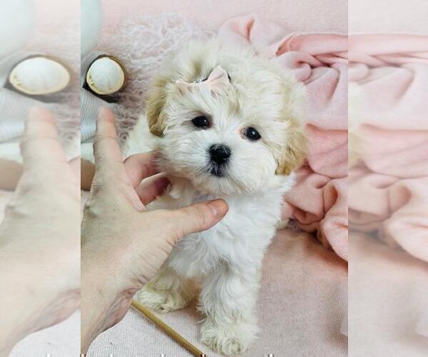 Medium Photo #4 Maltese Puppy For Sale in DALLAS, TX, USA